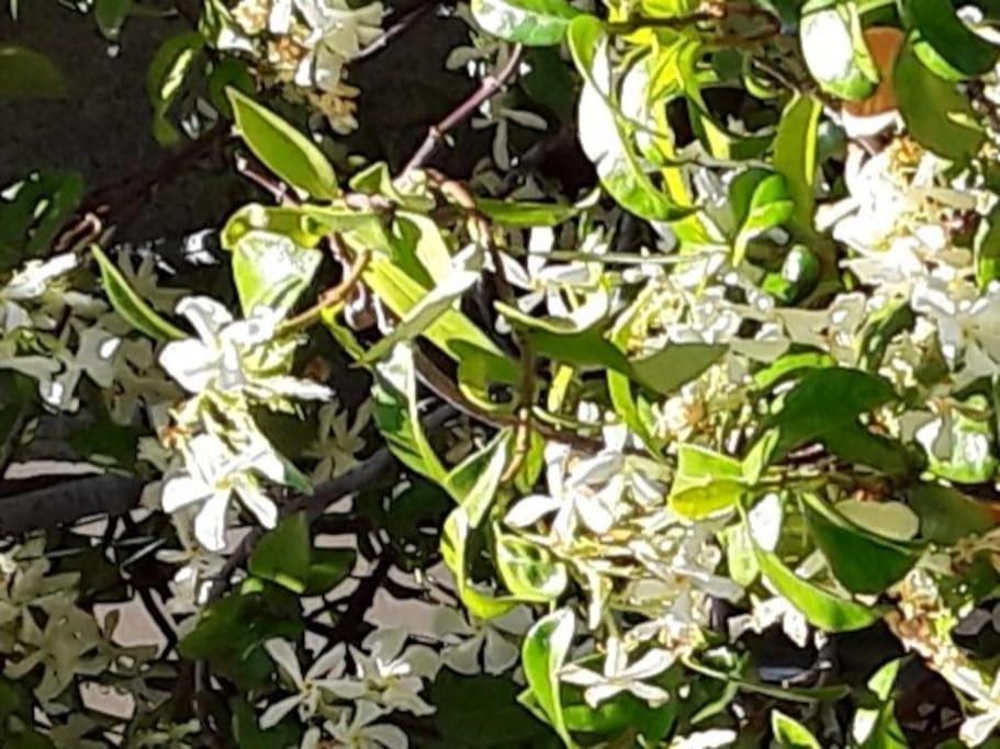 דירות סיינט וינסנט Le Jasmin Da Marina מראה חיצוני תמונה